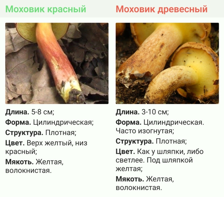 Как отличить съедобную жимолость от несъедобной различить