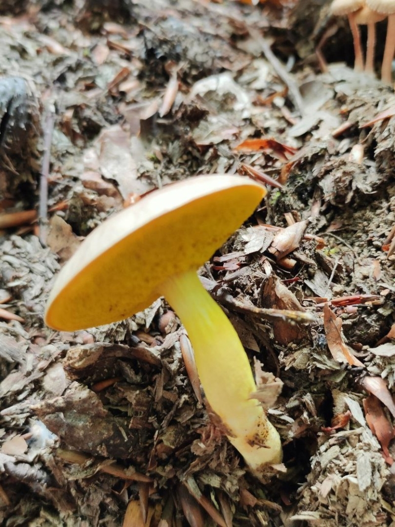 Моховик гриб съедобный