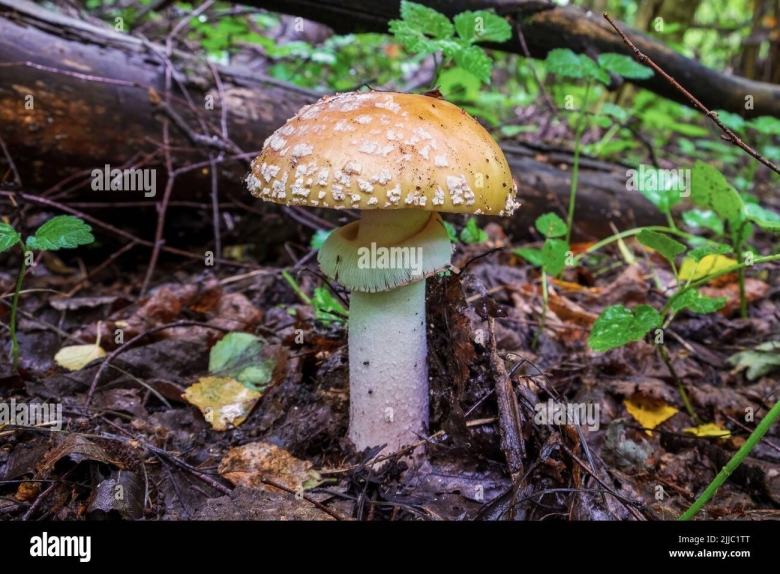 Мухомор пантерный