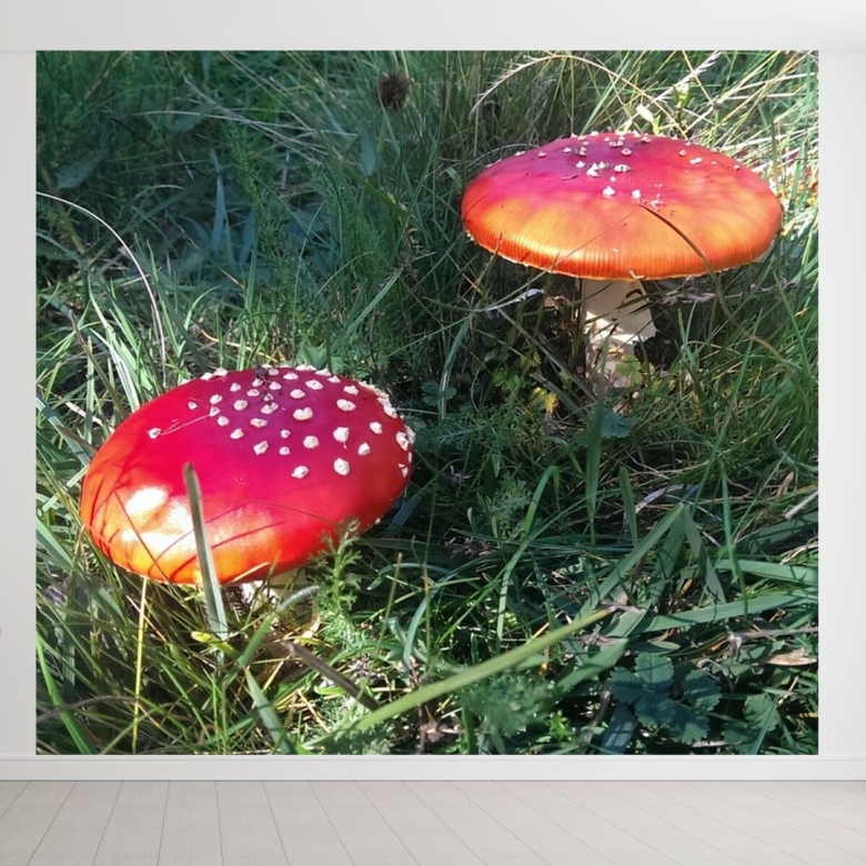 Карельский лес ядовитые грибы