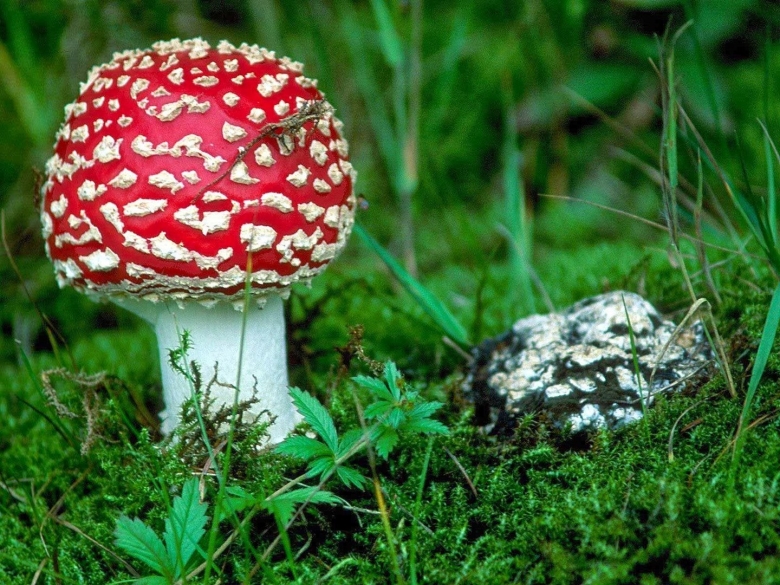 Мухомор очевидный