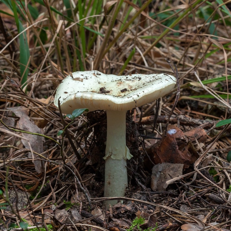 Мухомор лимонный