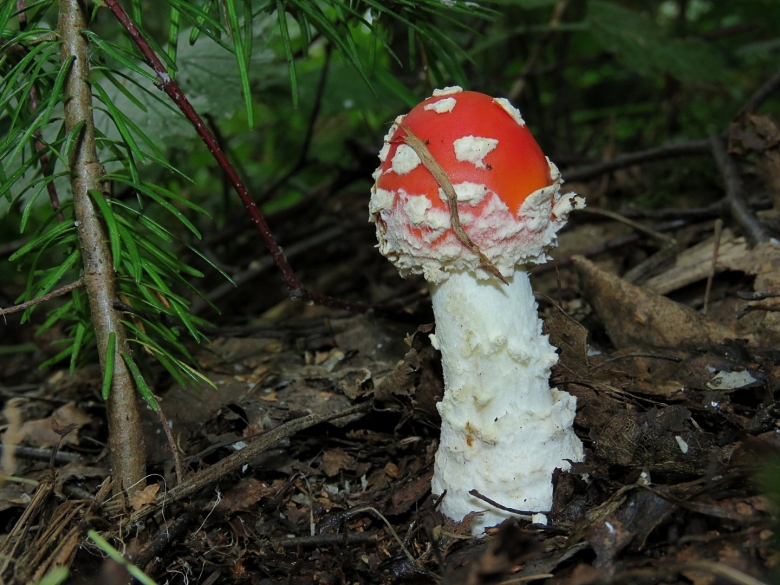 Зелёный мухомор фото