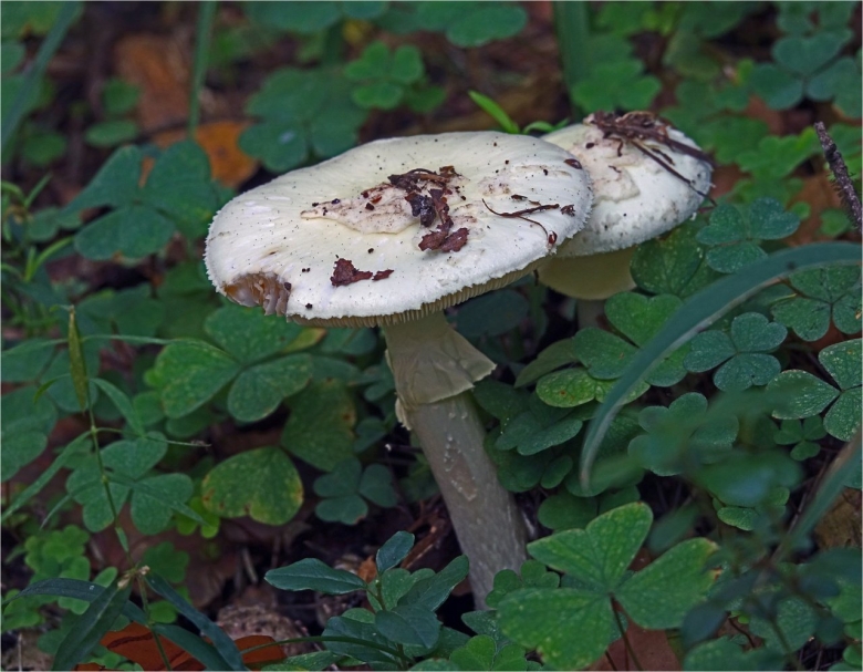 Бледная поганка гриб