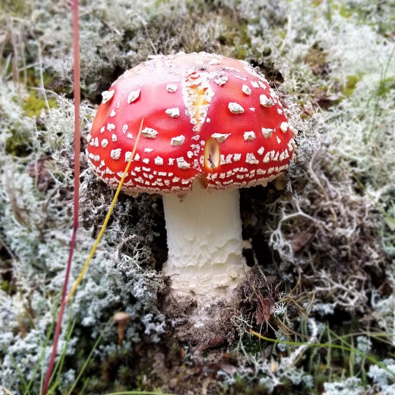 Зелёный мухомор фото