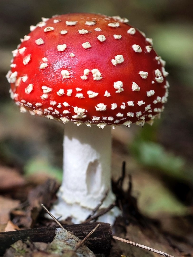 Королевский мухомор и пантерный