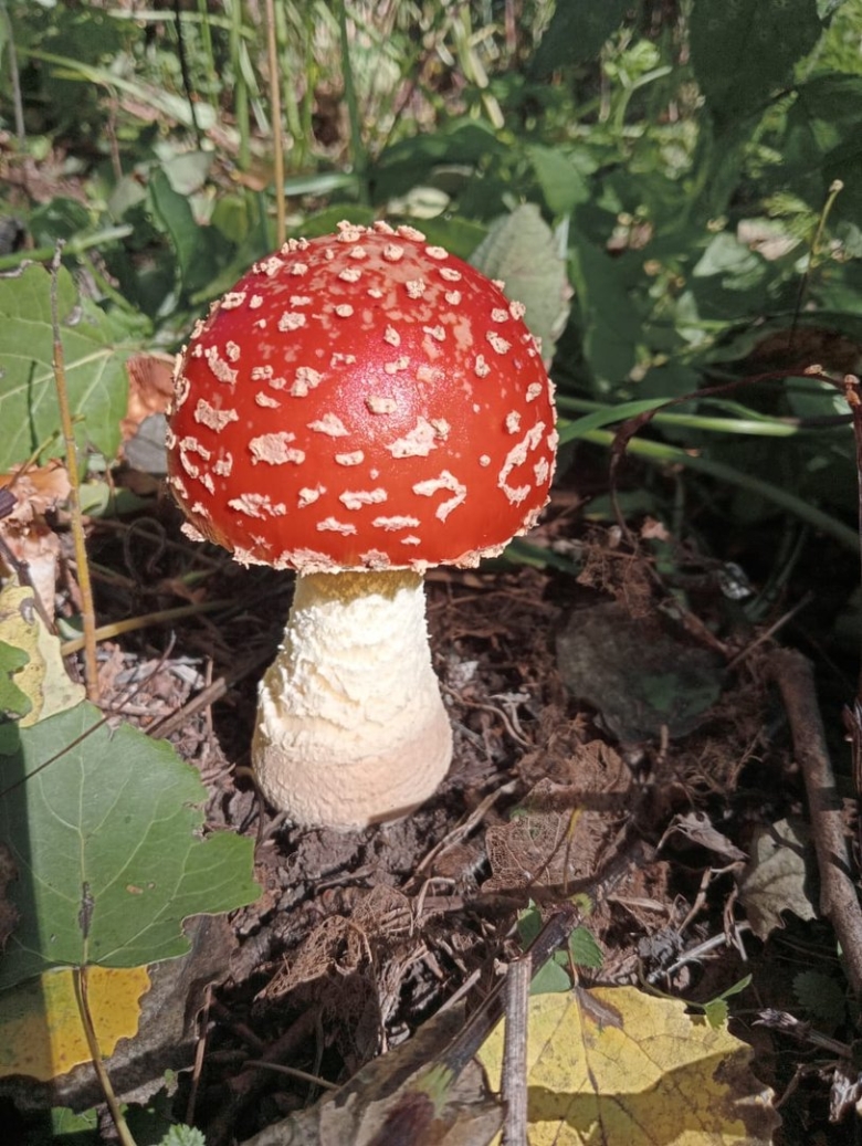 Красная береза