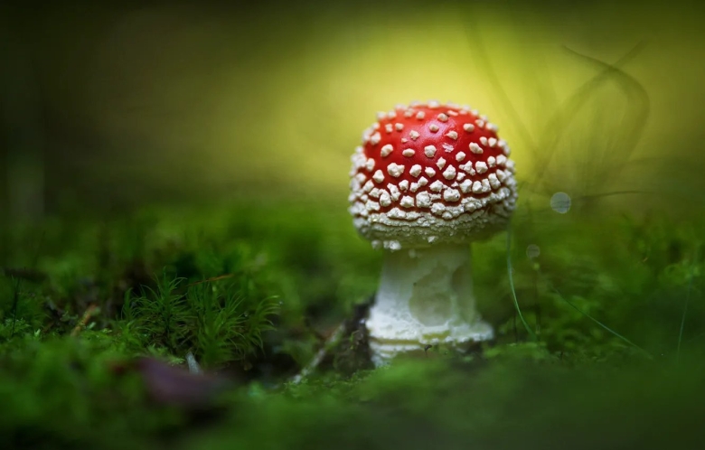 Мухомор Аманита Мускария зеленый