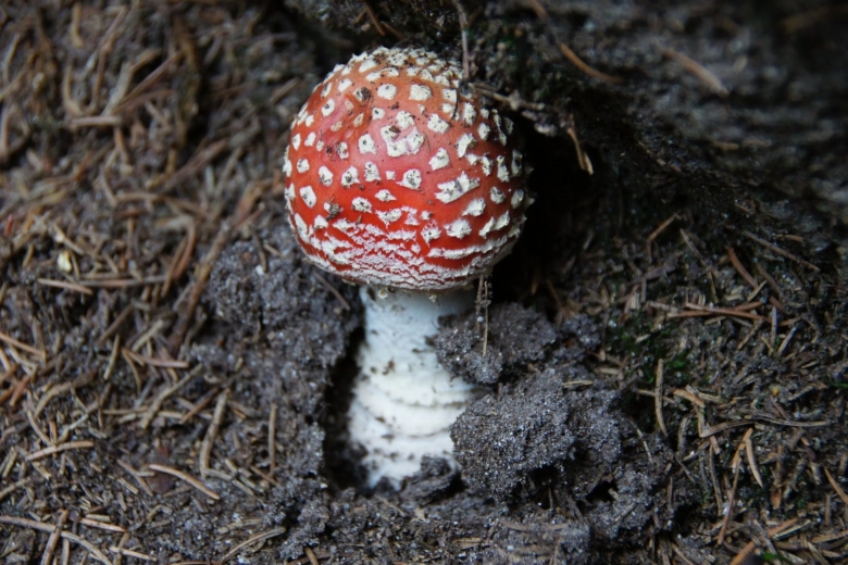 Черный мухомор