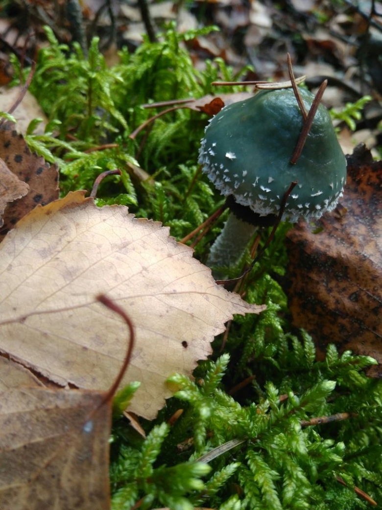 Гриб мухомор зеленый