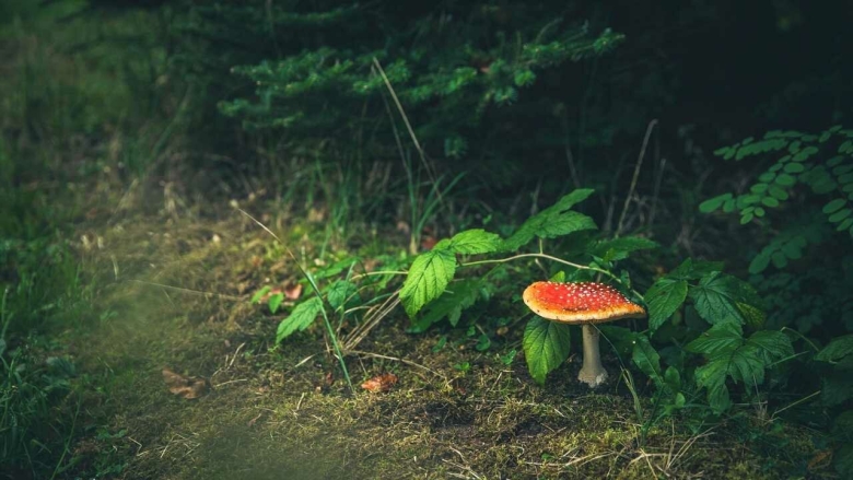 Мухомор зеленый