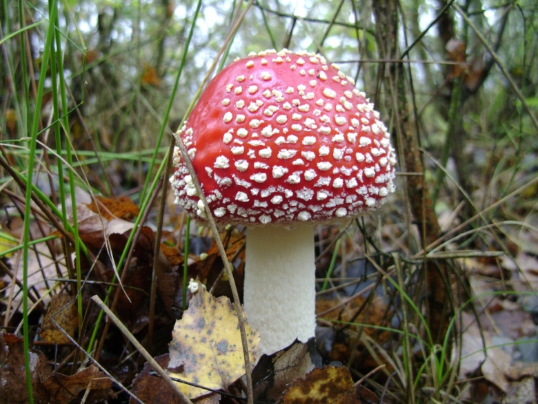 Бывают ли зеленые мухоморы