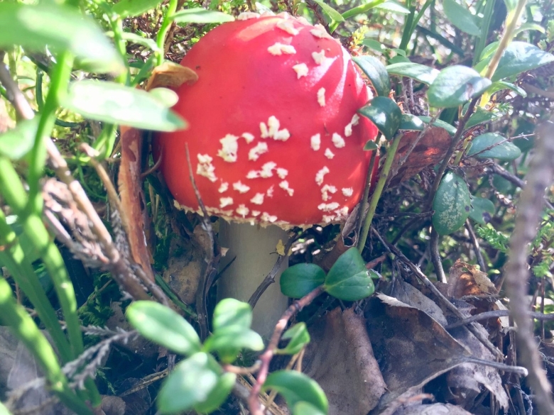 Мухомор красный сибирский