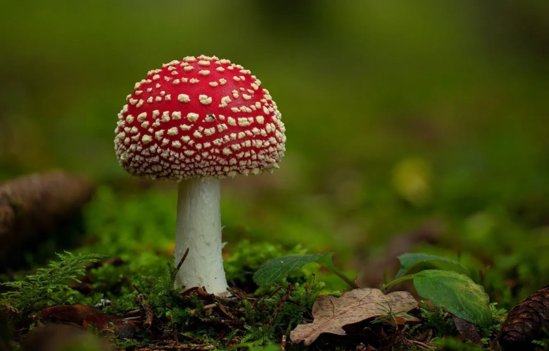 Королевский мухомор и пантерный