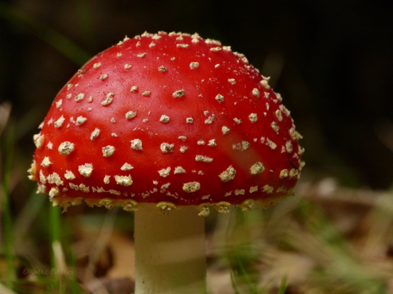 Грибы поганки мухоморы