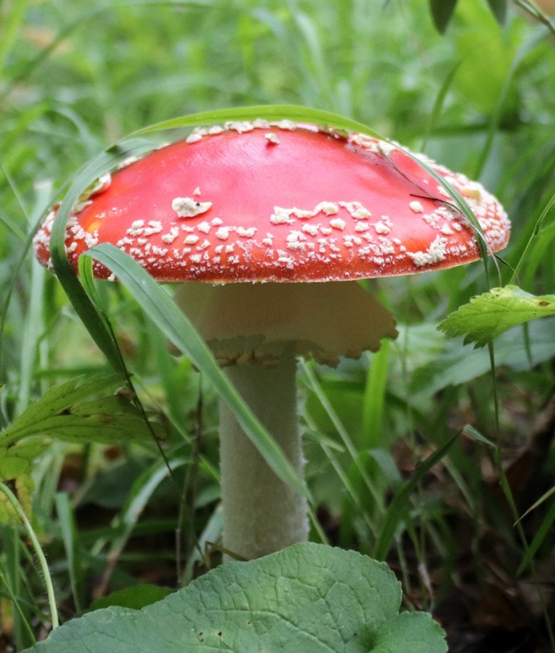 Мухомор колючеголовый