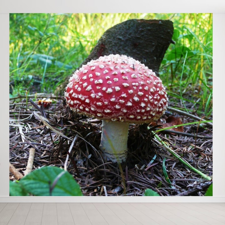 Мухомор Аманита Мускария зеленый