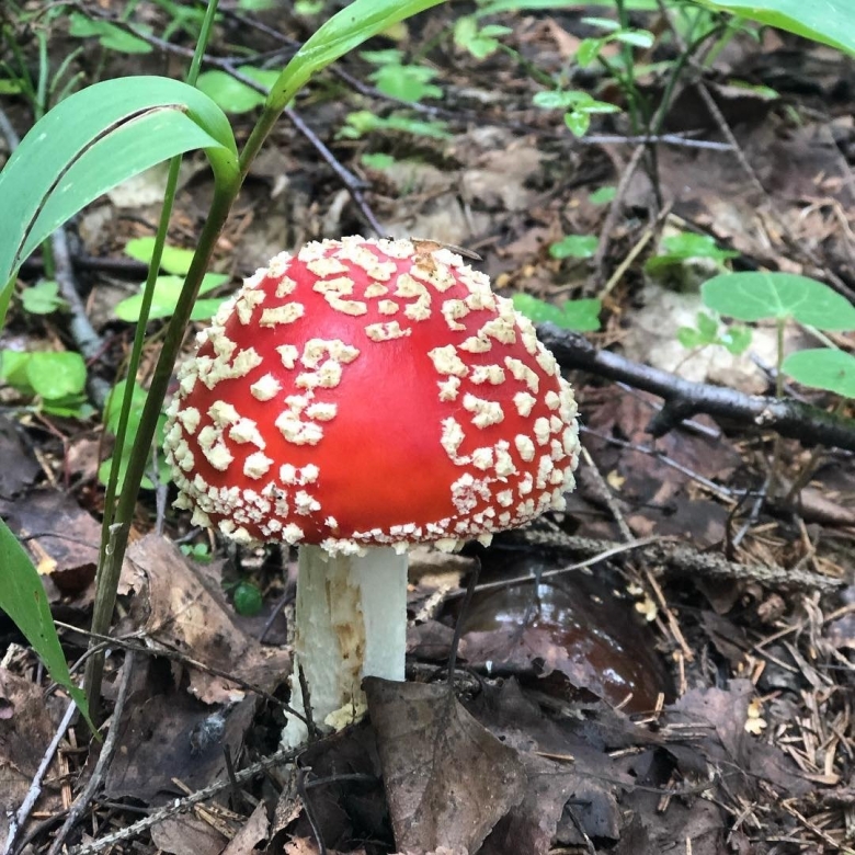 Гриб мухомор