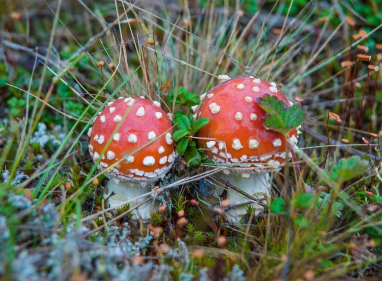 Мухомор щетинистый