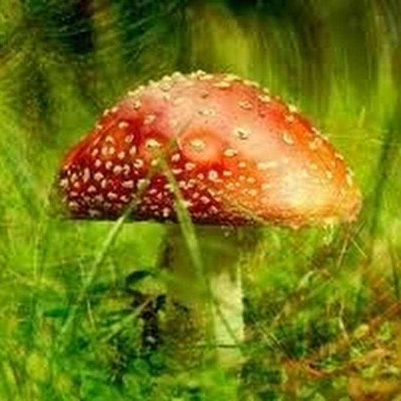 Мухомор аманита мускария