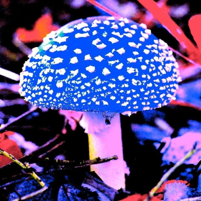 Мухомор Аманита Мускария зеленый