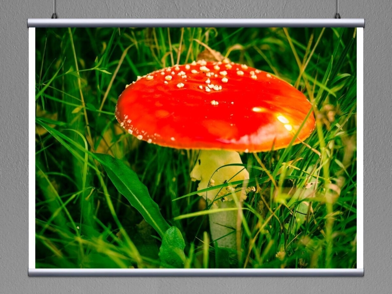 Зеленый мухомор ядовитый