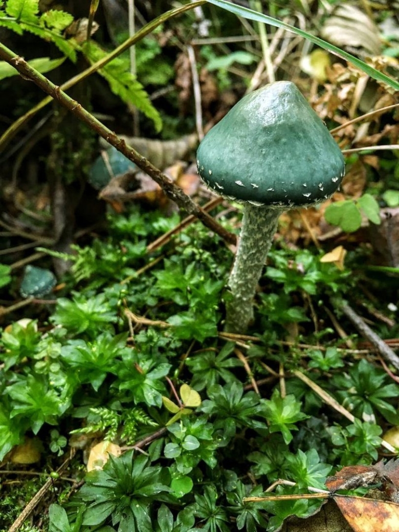 Строфария сине-зелёная stropharia aeruginosa