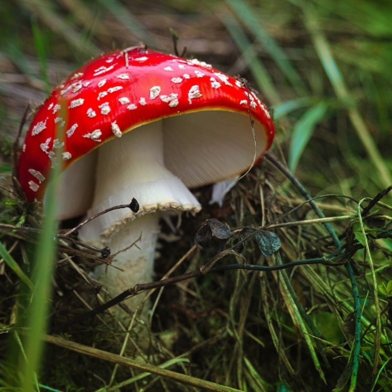 Грибы Аманита Мускария