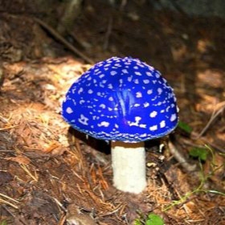 Аманита Мускария зеленая