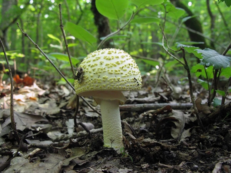 Аманита гриб