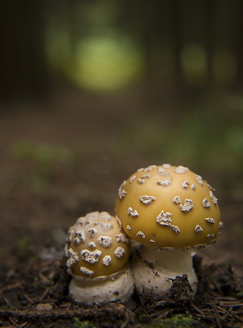 Мухомор Аманита Мускария