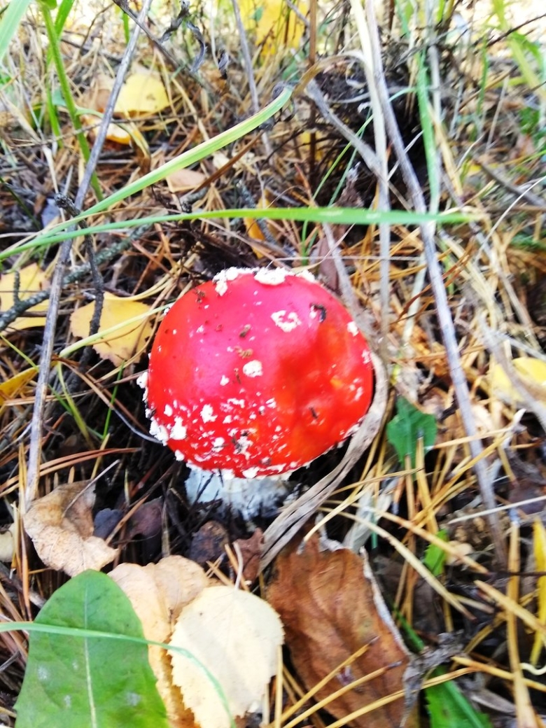 Гриб мухомор