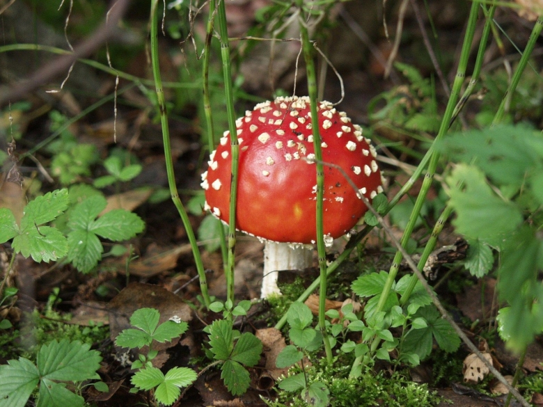 Гриб мухомор