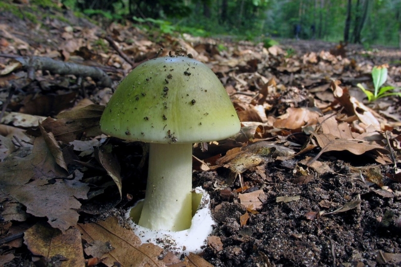 Бледная поганка