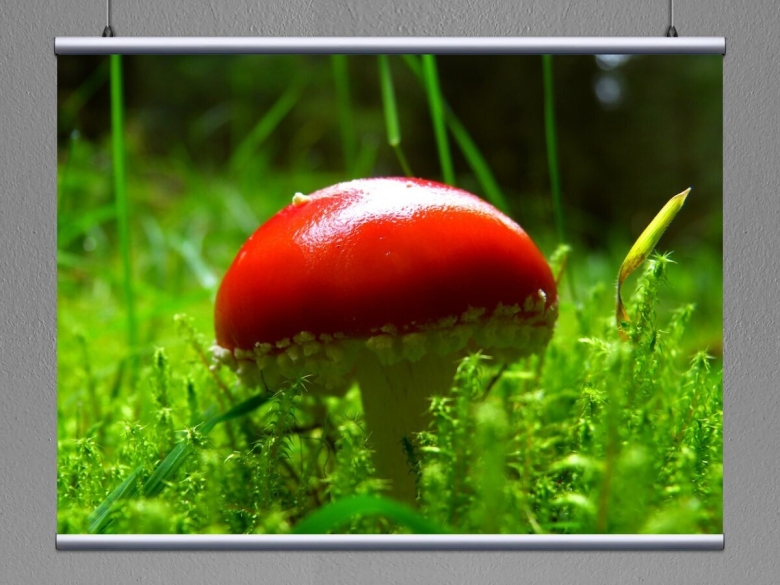 Красный мухомор