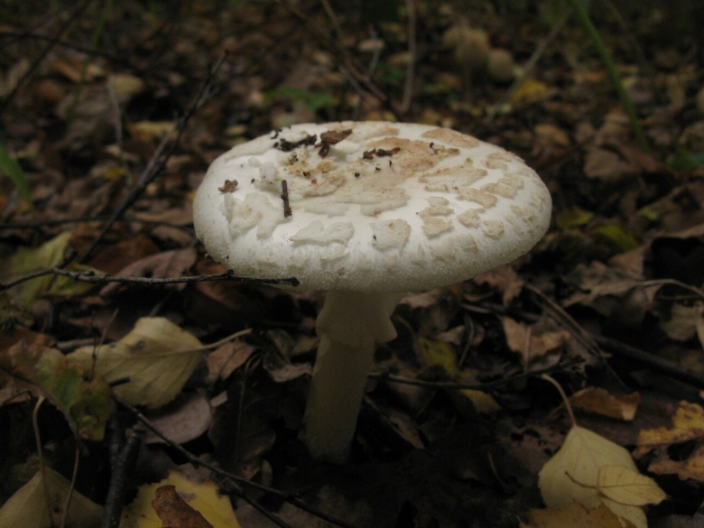 Мухомор поганковидный ядовитые грибы