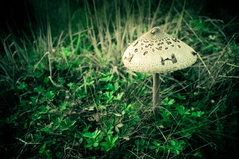 Ярко зеленый гриб