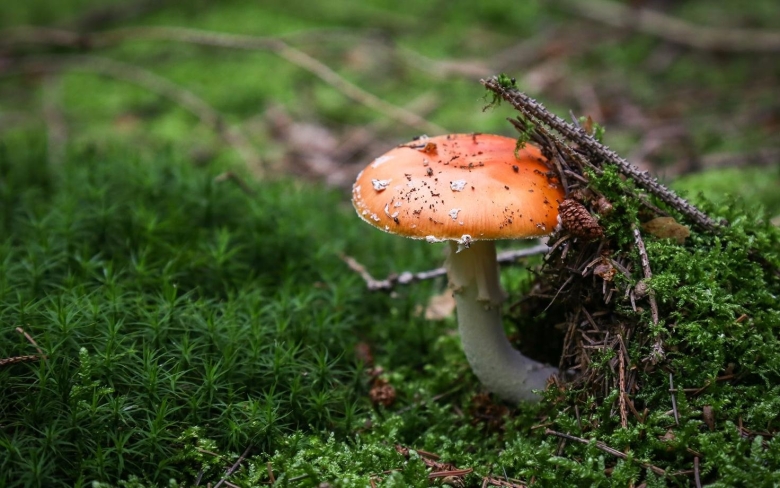 Мухомор гриб