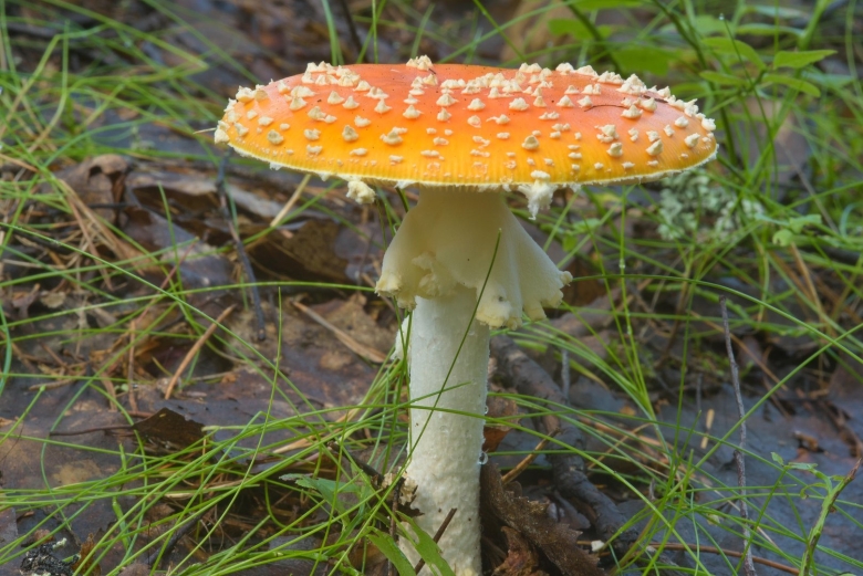 Пантерный мухомор синий