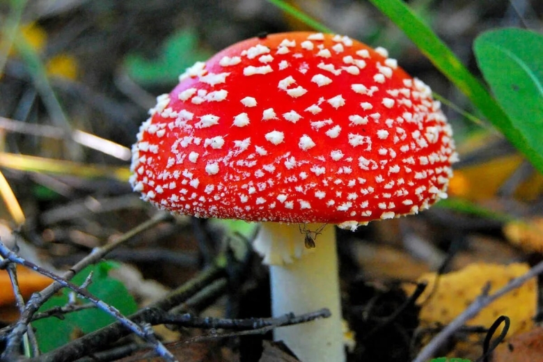 Мухомор аманита мускария