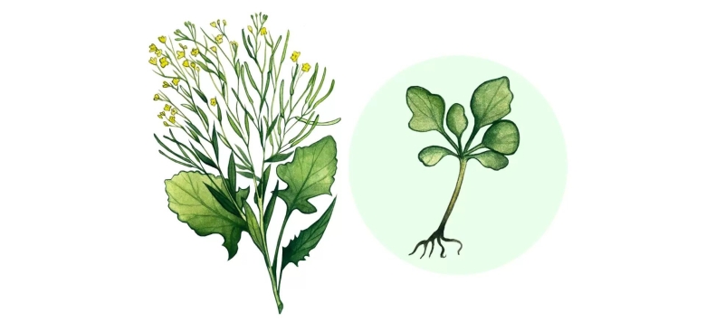 Хондрилла ситниковая рисунок