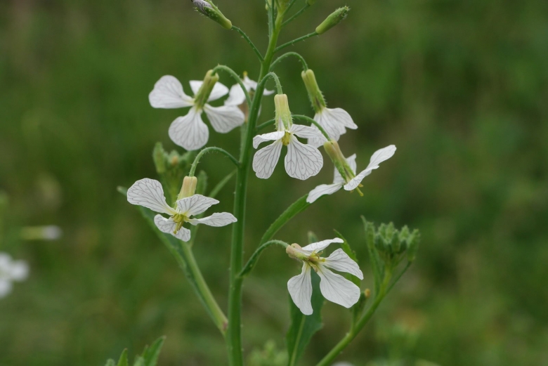 Дикая редька свербига
