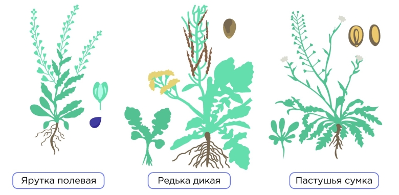 Декоративные крестоцветные растения
