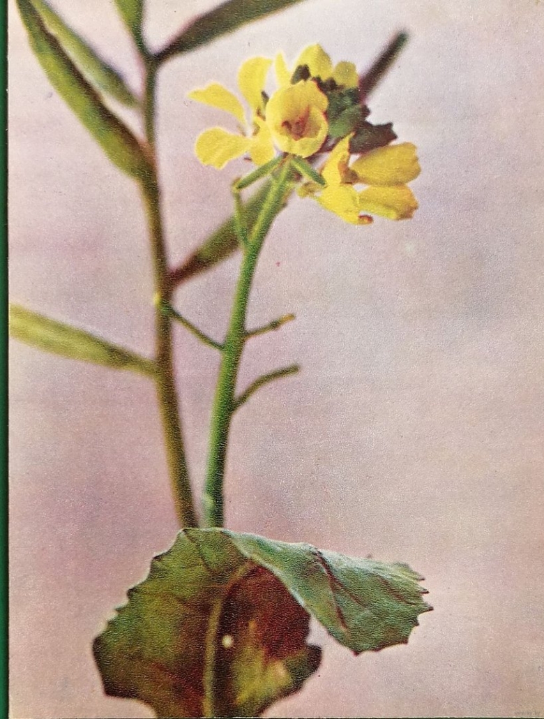 Редька Дикая соцветие