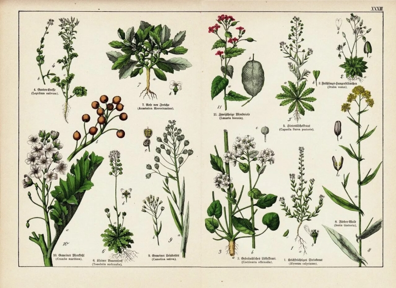 Лекарственные травы семейства крестоцветных