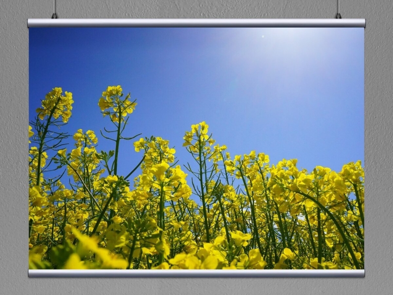 Рапс семейство крестоцветных