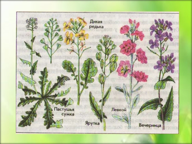 Редька Дикая семейство крестоцветные
