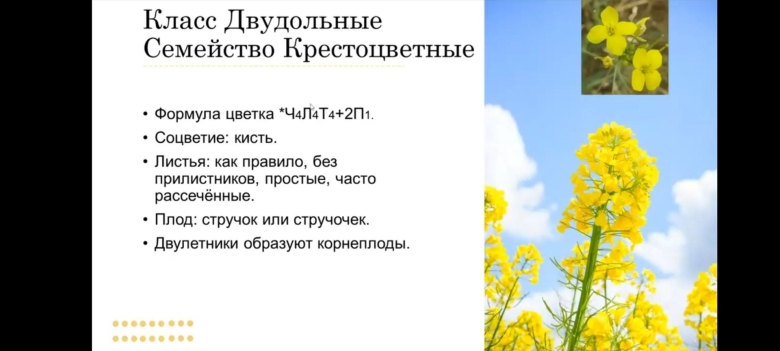 Лекарственные растения семейства крестоцветных