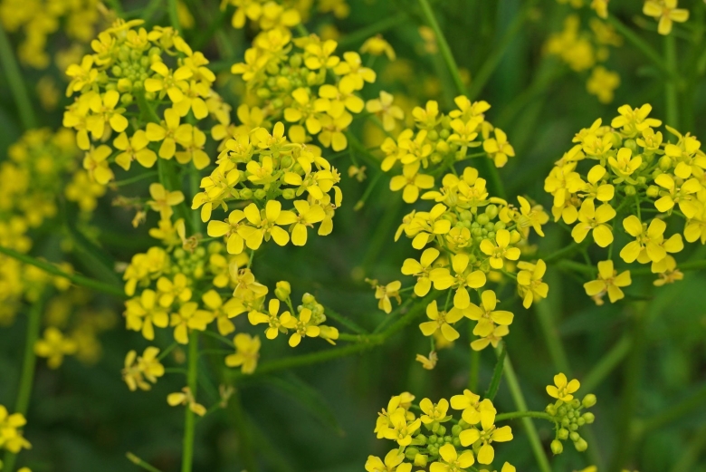 Свербига Восточная Bunias orientalis