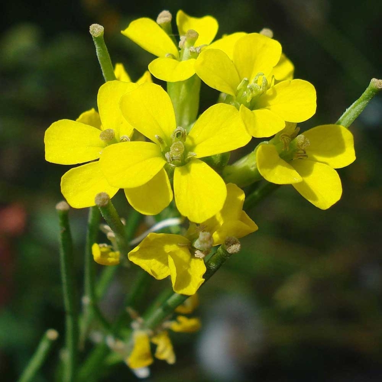 Крестоцветные желтушник левкойный